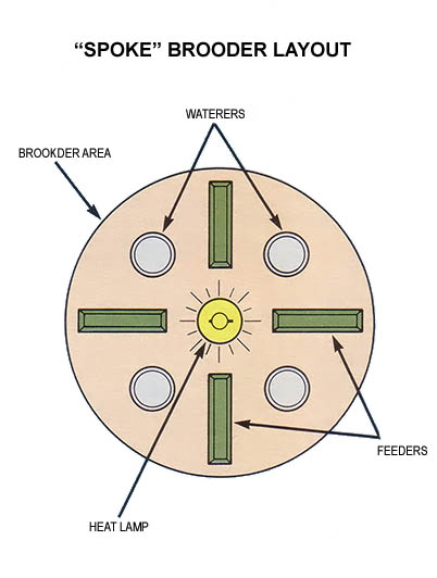 Here is the layout of a brooder that uses a "spoke" pattern so that chicks can find food and water whichever way they turn.